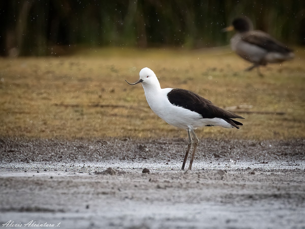 Andean Avocet - ML613416286