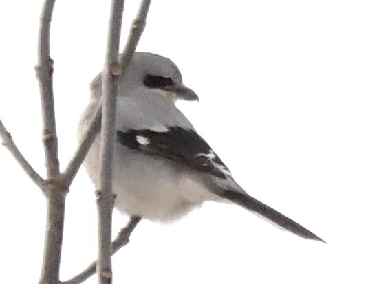 Northern Shrike - ML613416310