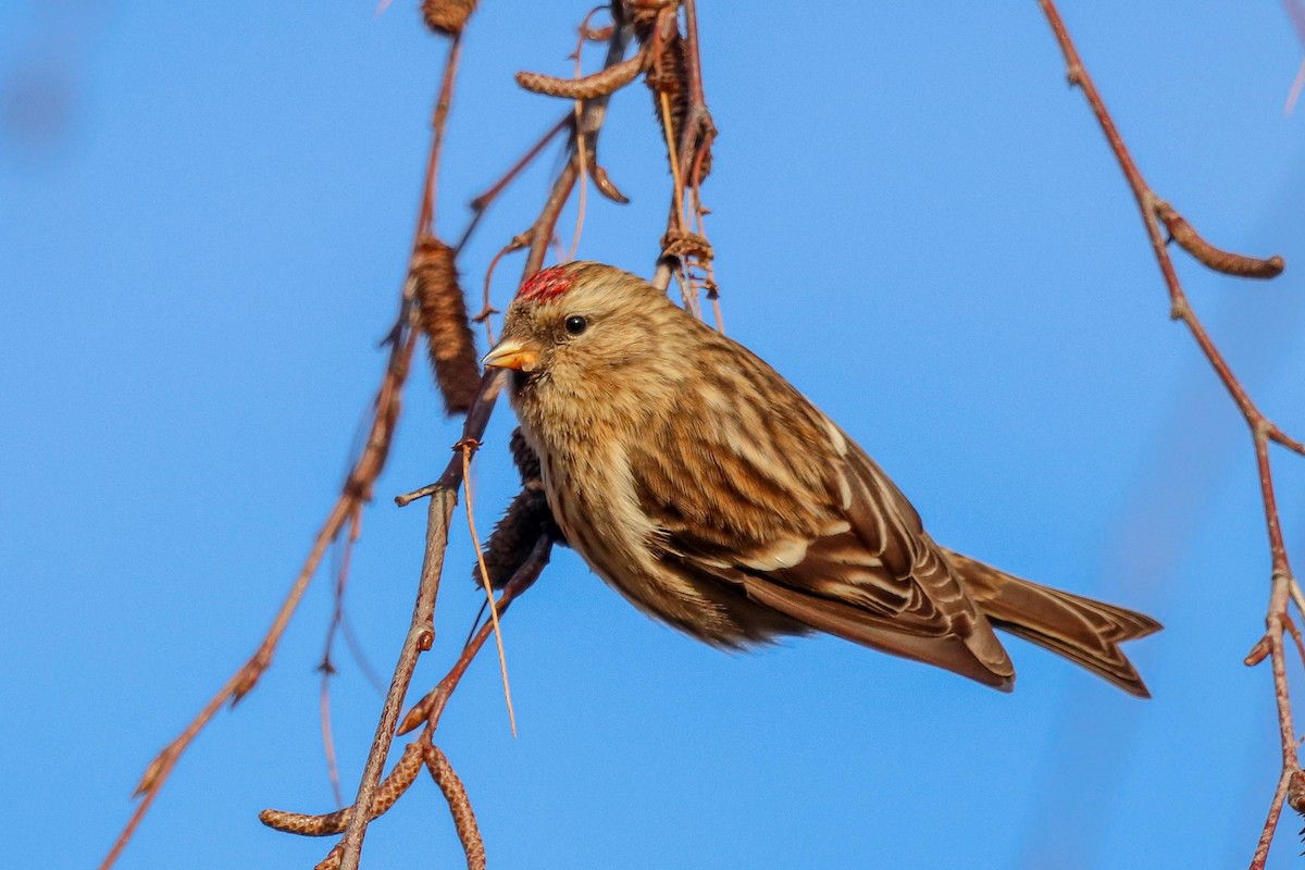 Lesser Redpoll - ML613416341