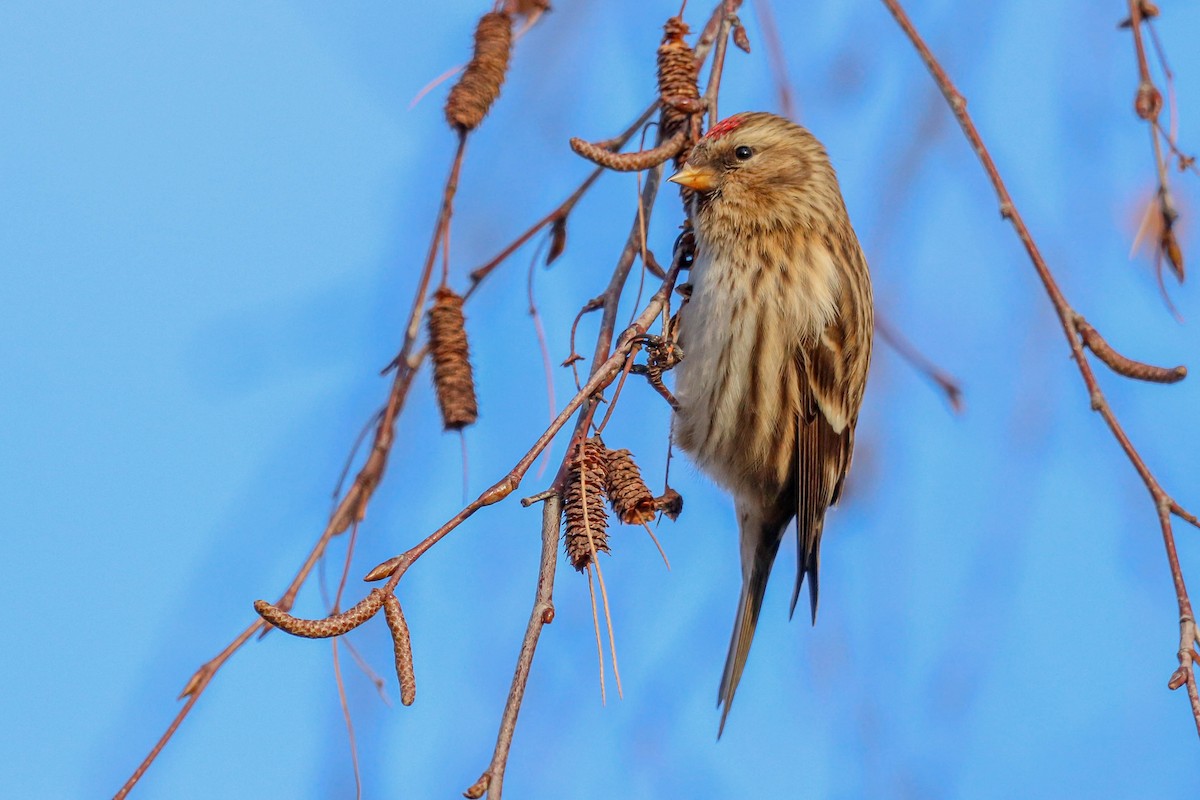 Lesser Redpoll - ML613416342