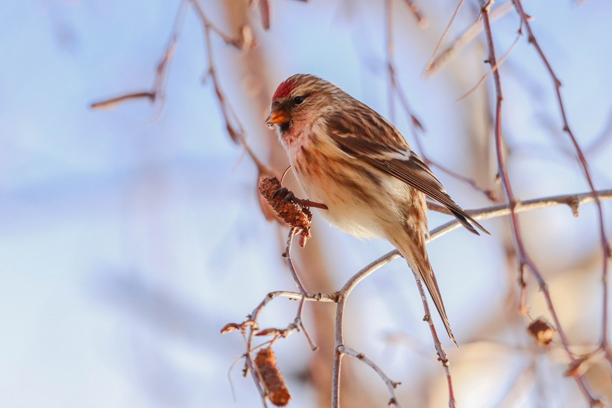 Lesser Redpoll - ML613416345