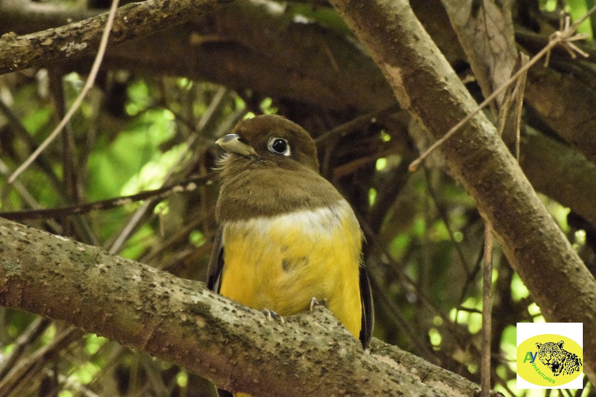 Atlantic Black-throated Trogon (Southern) - ML613416502