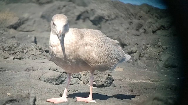 Glaucous x Glaucous-winged Gull (hybrid) - ML613416576