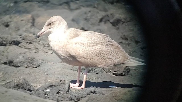 Gavión Hiperbóreo x Gaviota de Bering (híbrido) - ML613416581