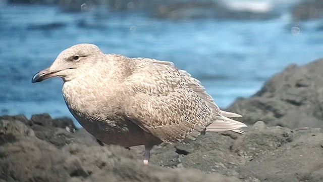 Gavión Hiperbóreo x Gaviota de Bering (híbrido) - ML613416582