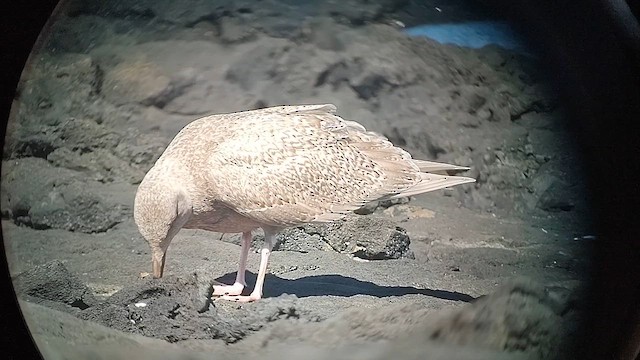 Gavión Hiperbóreo x Gaviota de Bering (híbrido) - ML613416584