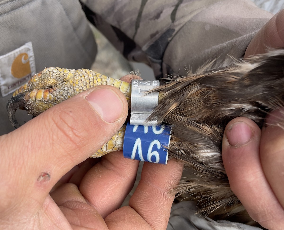 Red-tailed Hawk - ML613416638