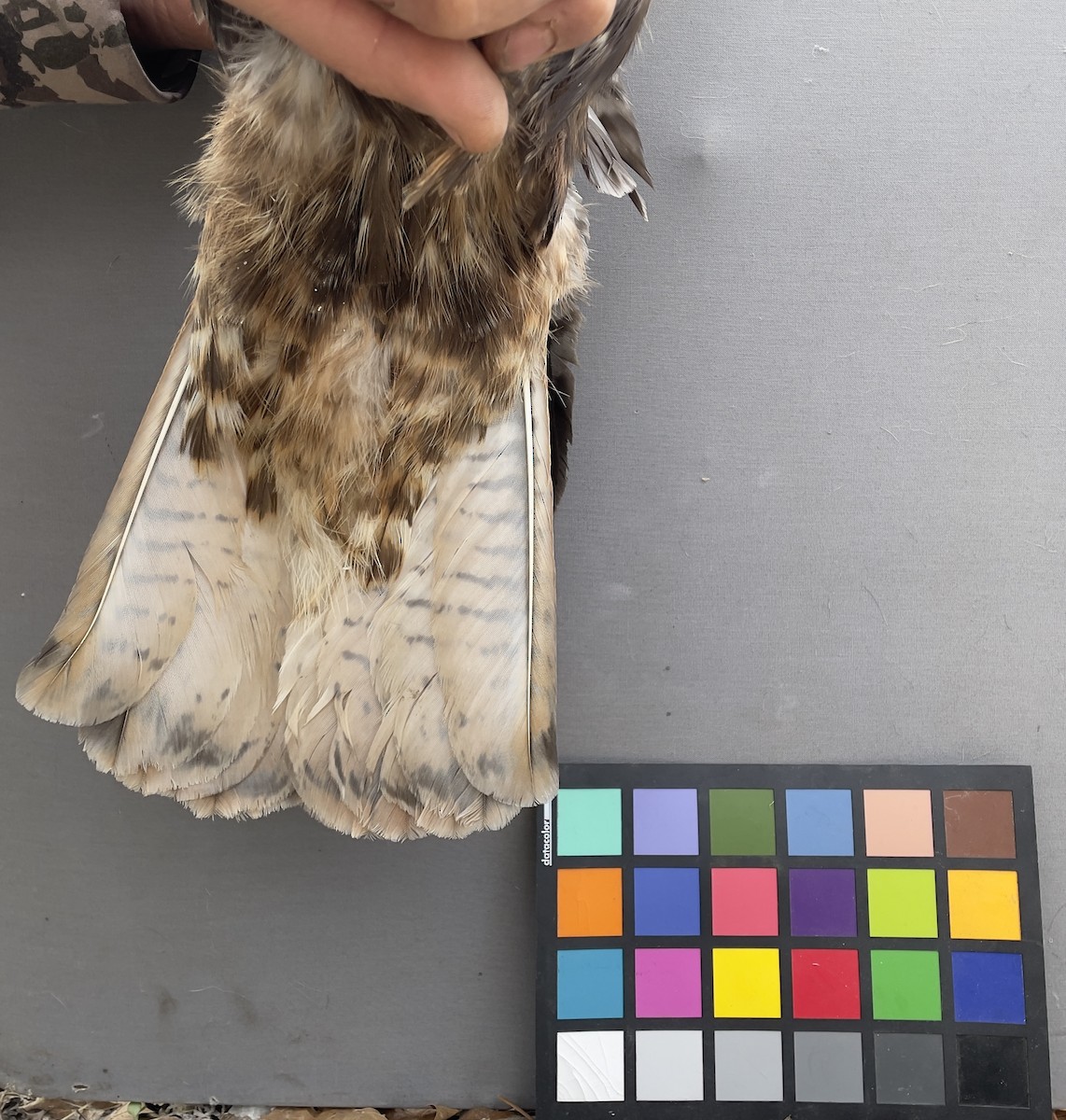 Red-tailed Hawk - ML613416659