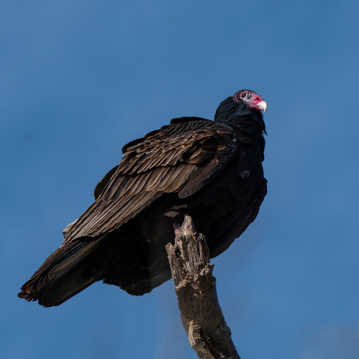 Turkey Vulture - ML613416660