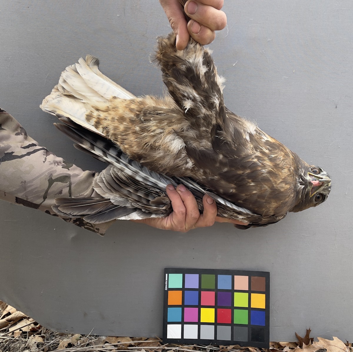 Red-tailed Hawk - ML613416698