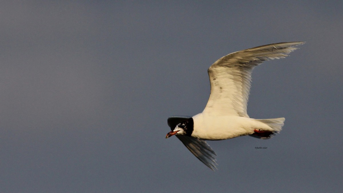 Mouette mélanocéphale - ML613416839