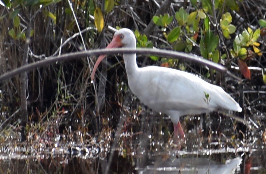 Ibis blanc - ML613416861