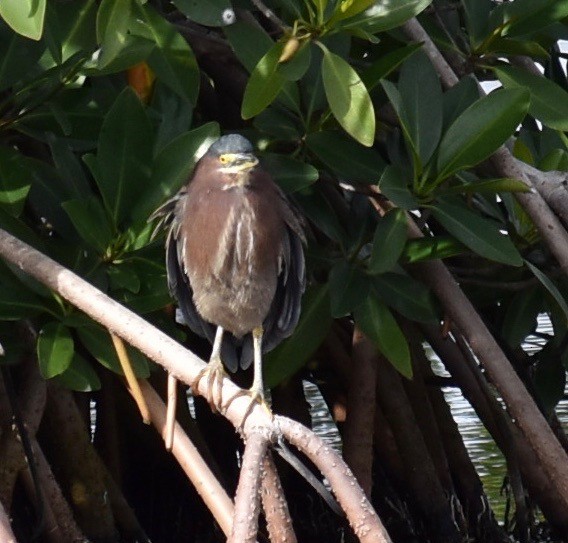 Green Heron - ML613416867