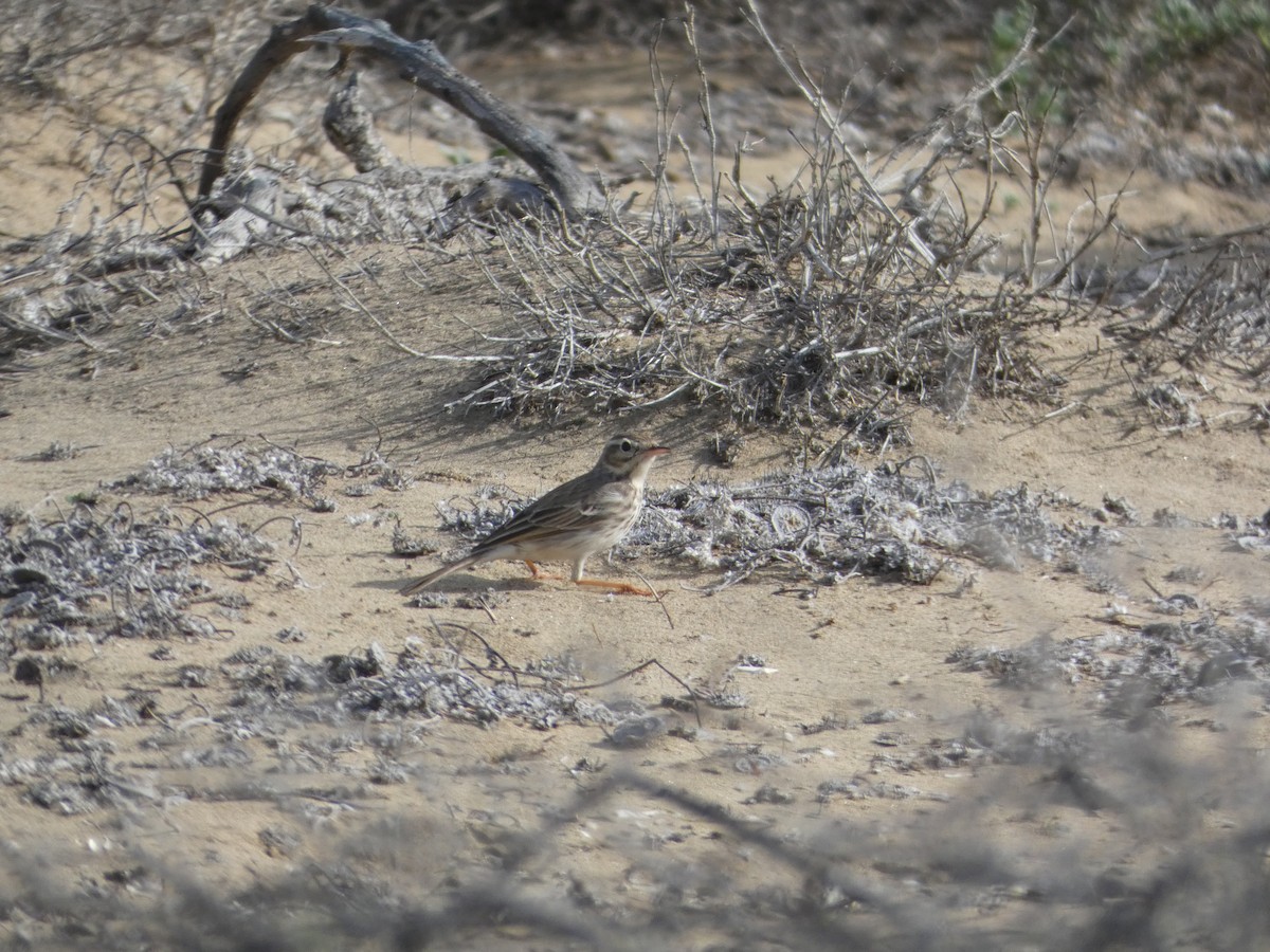 Berthelot's Pipit - ML613416902