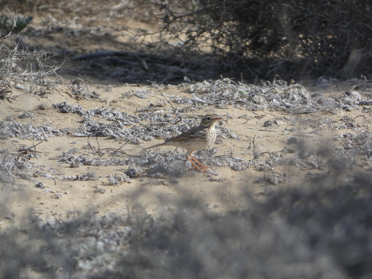 Berthelot's Pipit - ML613416903