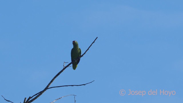 Red-lored Parrot - ML613417064