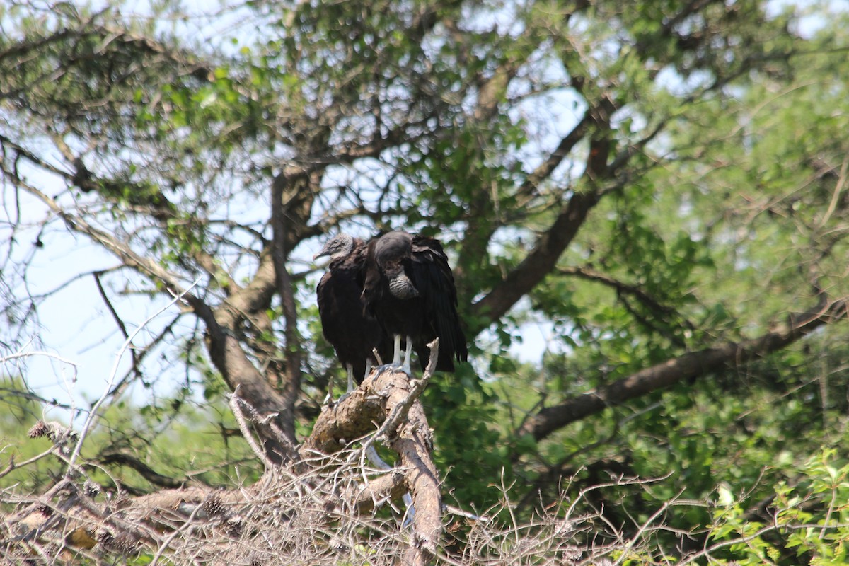 Urubu noir - ML613417106