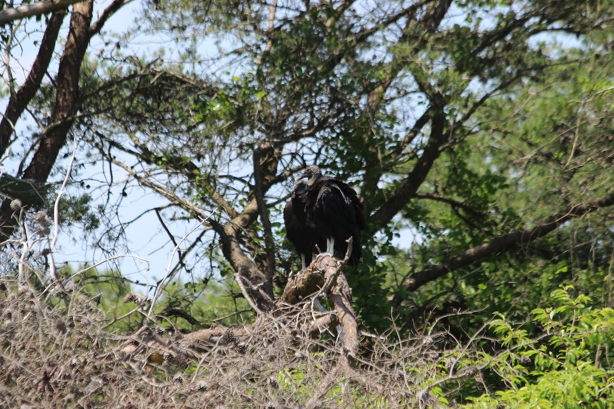 Urubu noir - ML613417107