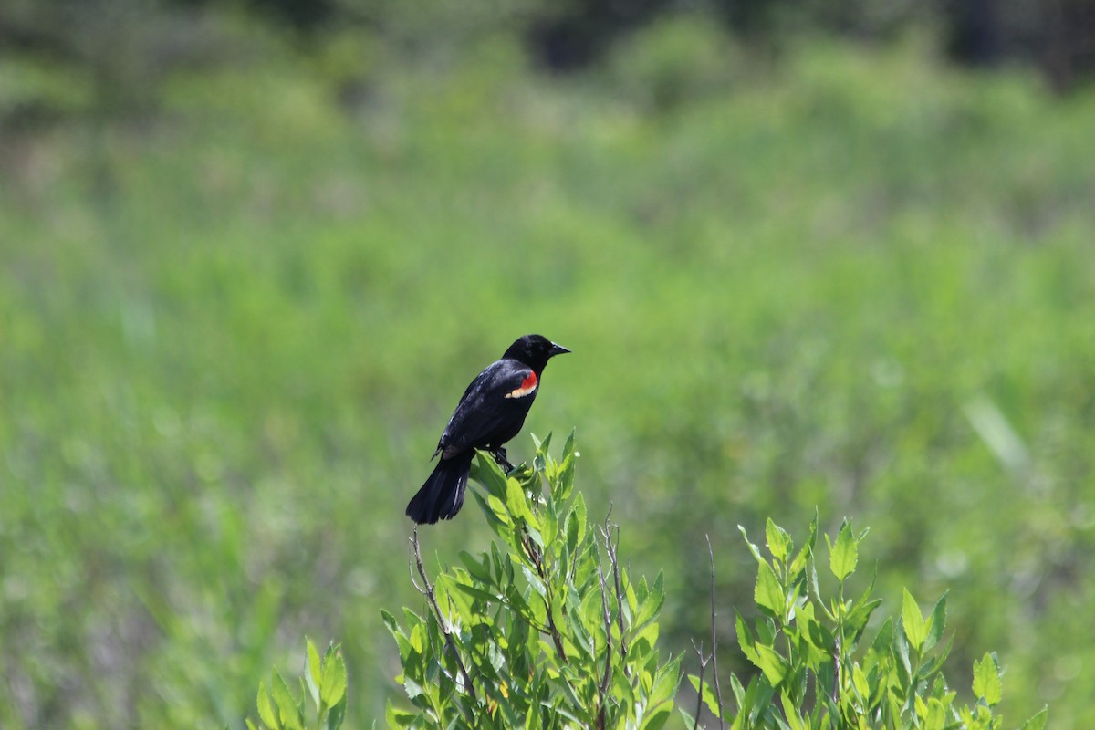 Carouge à épaulettes - ML613417139