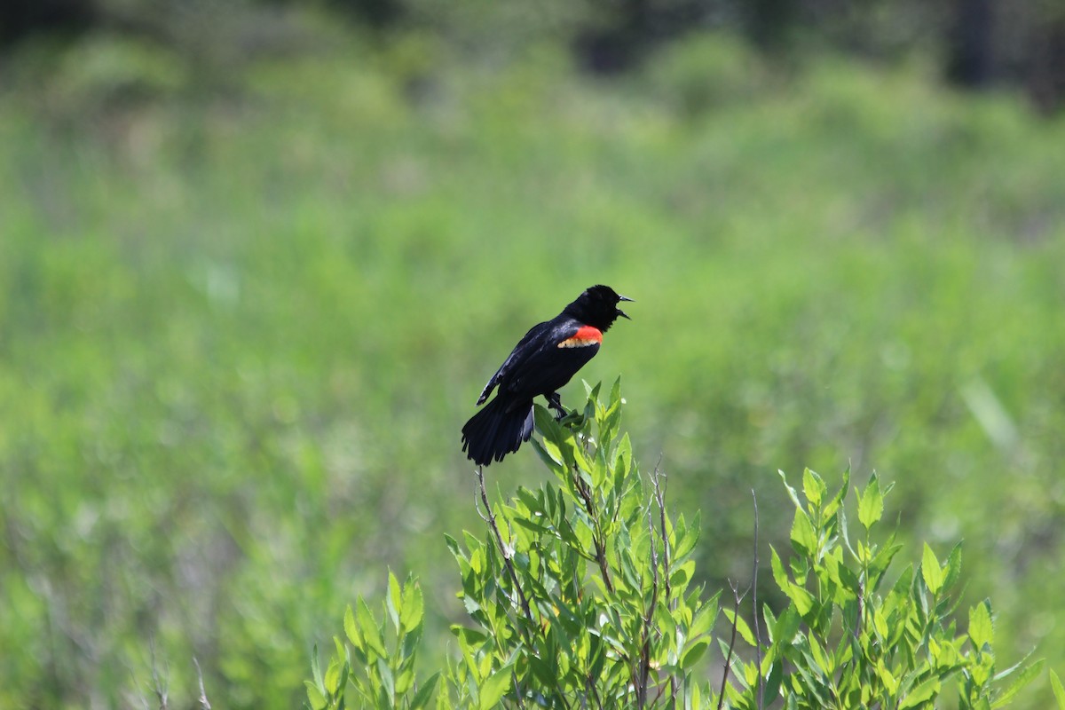 Carouge à épaulettes - ML613417140