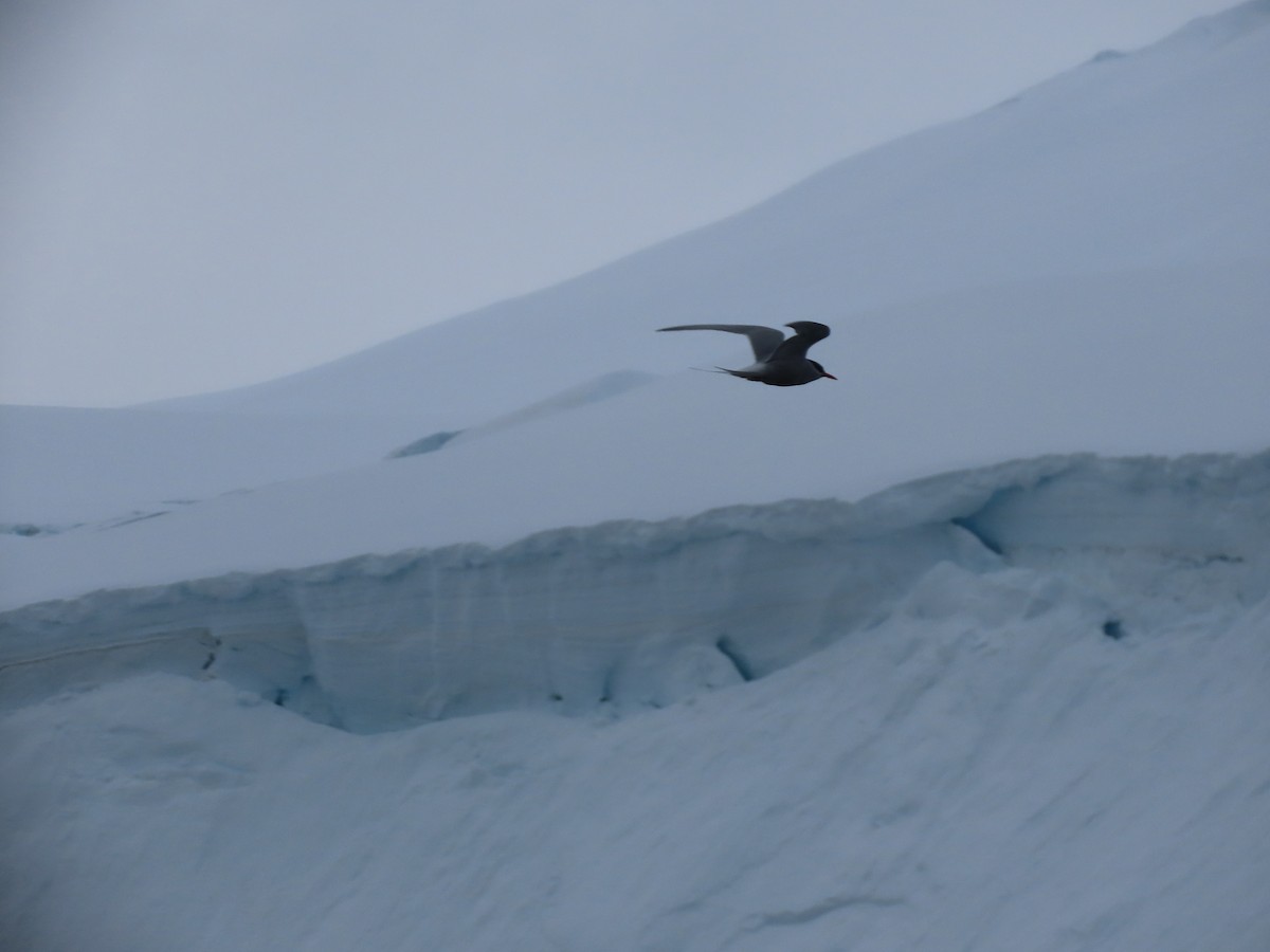 Antarctic Tern - ML613417159
