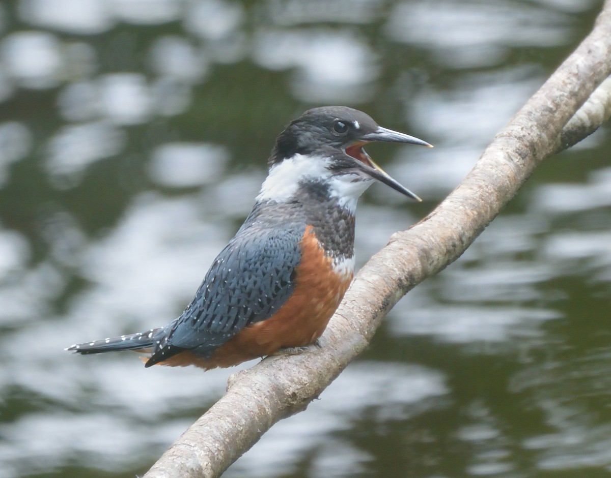 Ringed Kingfisher - ML613417246
