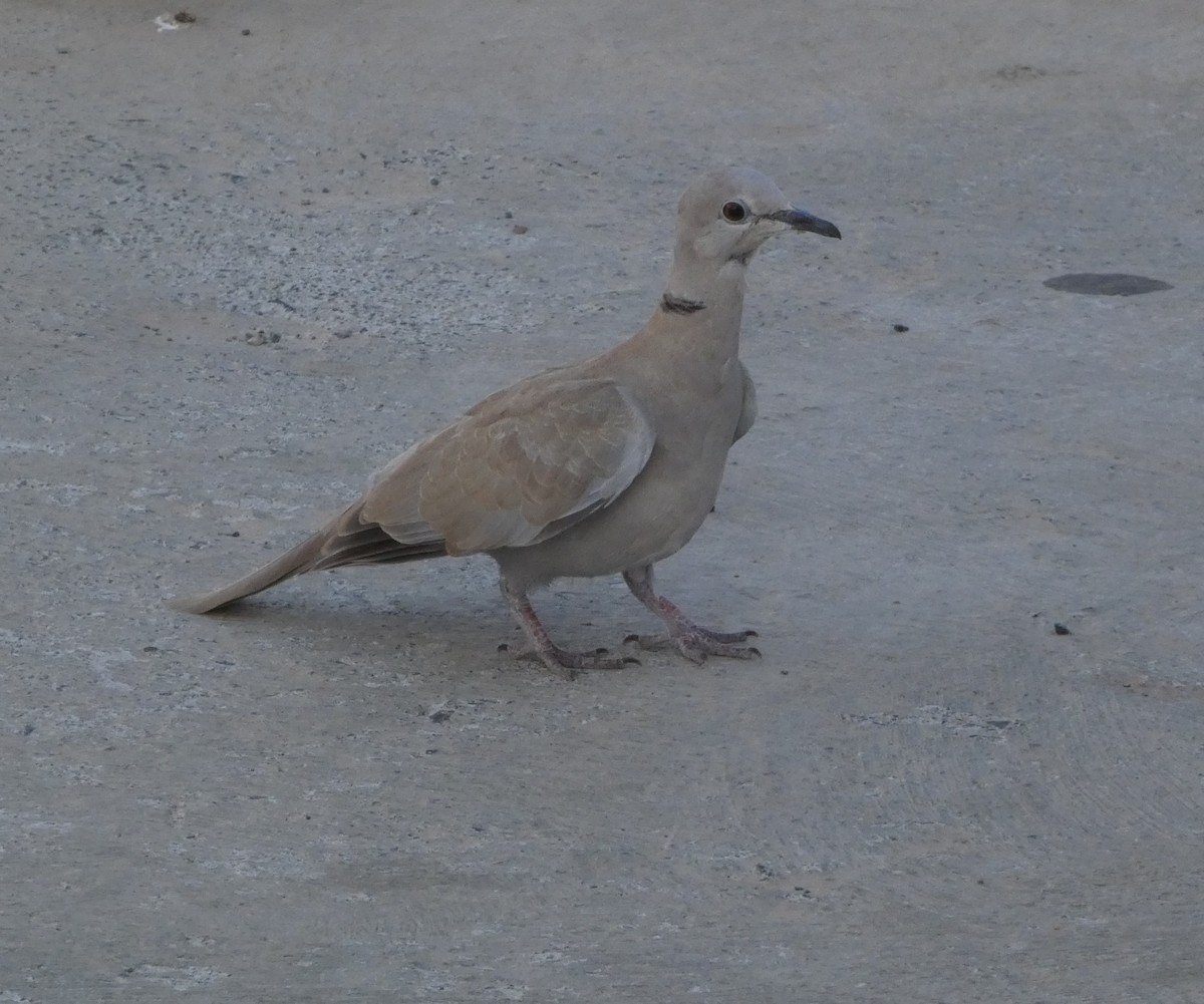 Eurasian Collared-Dove - ML613417254