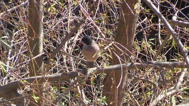 Black-headed Jay - ML613417277