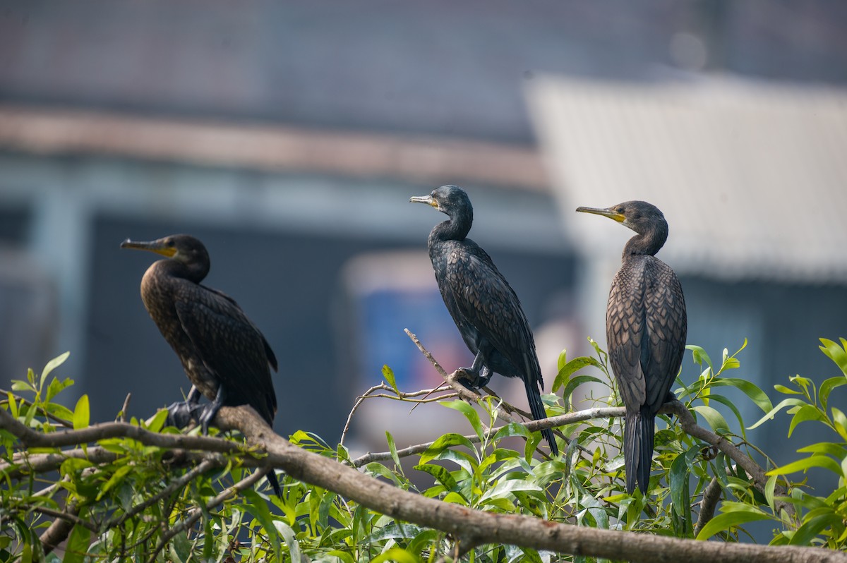 Indian Cormorant - Munshi Abul Barakat