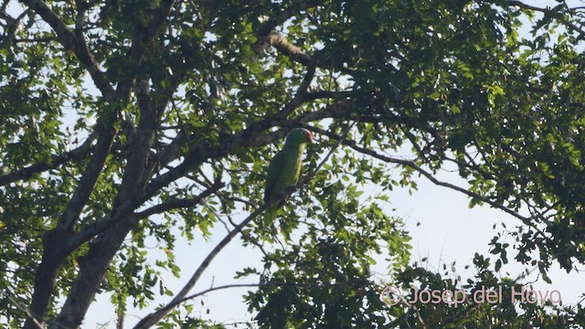 Red-lored Amazon - ML613417293