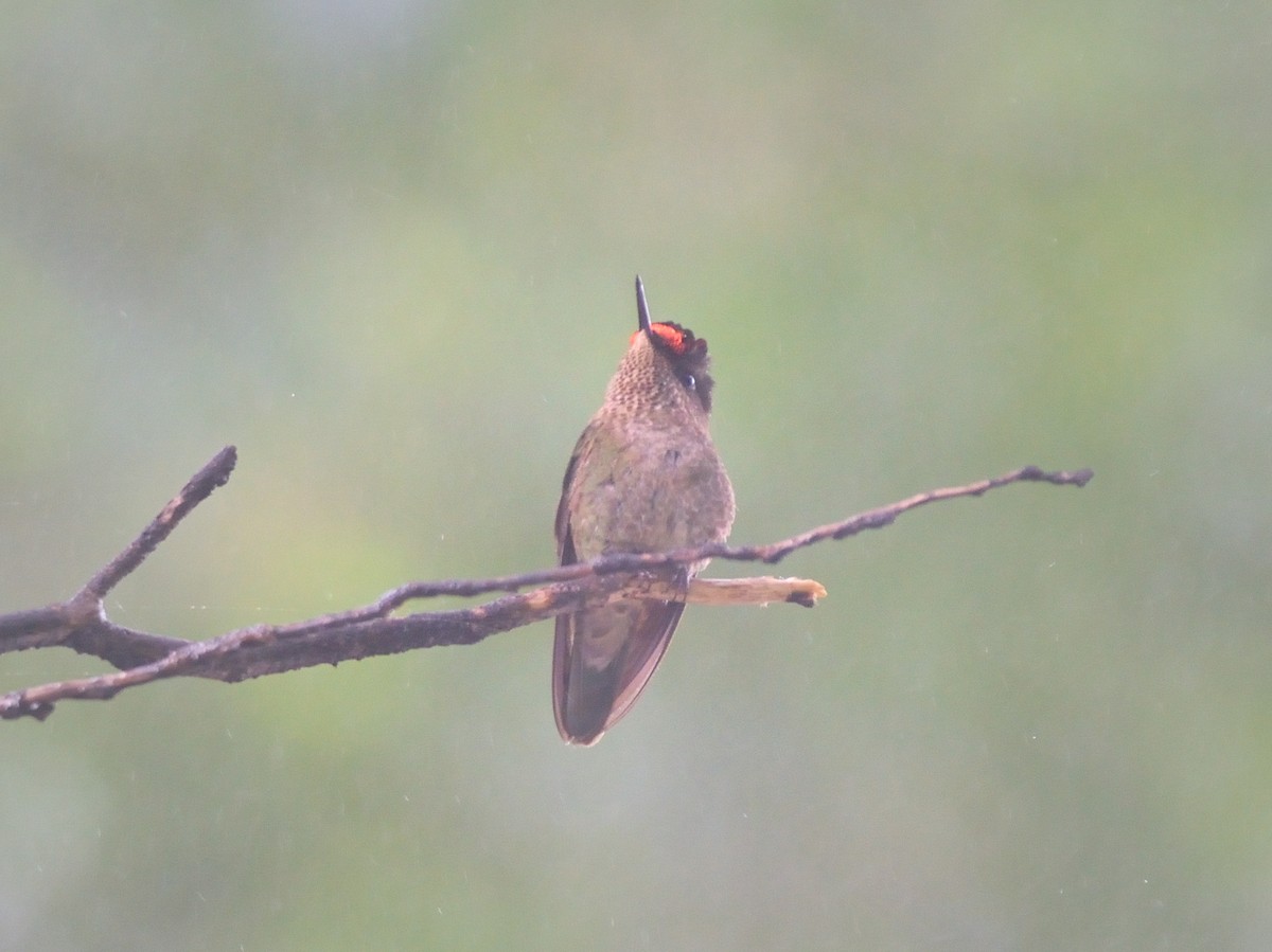 Green-backed Firecrown - ML613417295