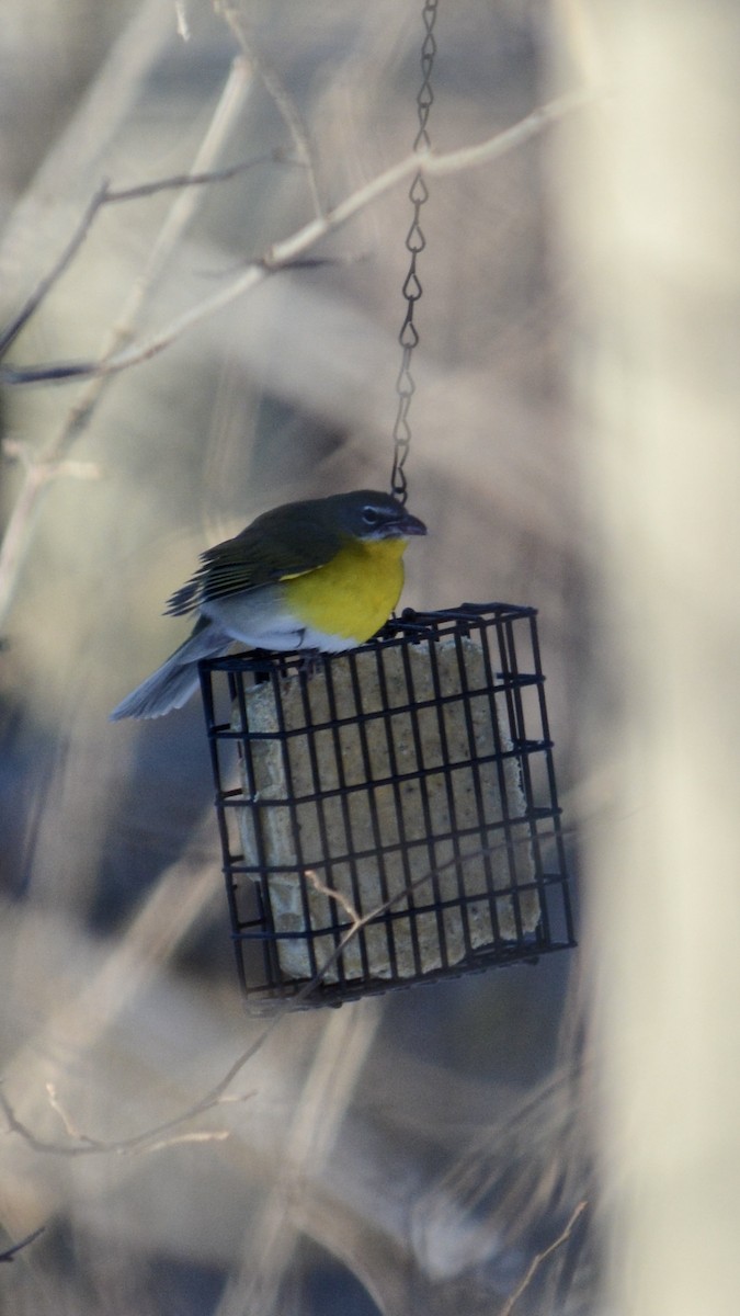 Yellow-breasted Chat - Anthony Zerafa