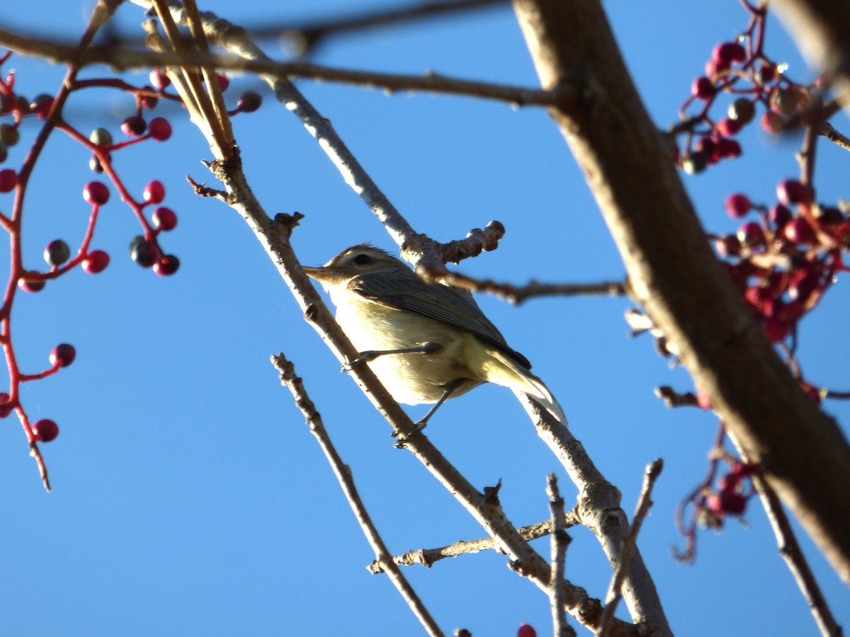 Western Warbling Vireo - ML613417326
