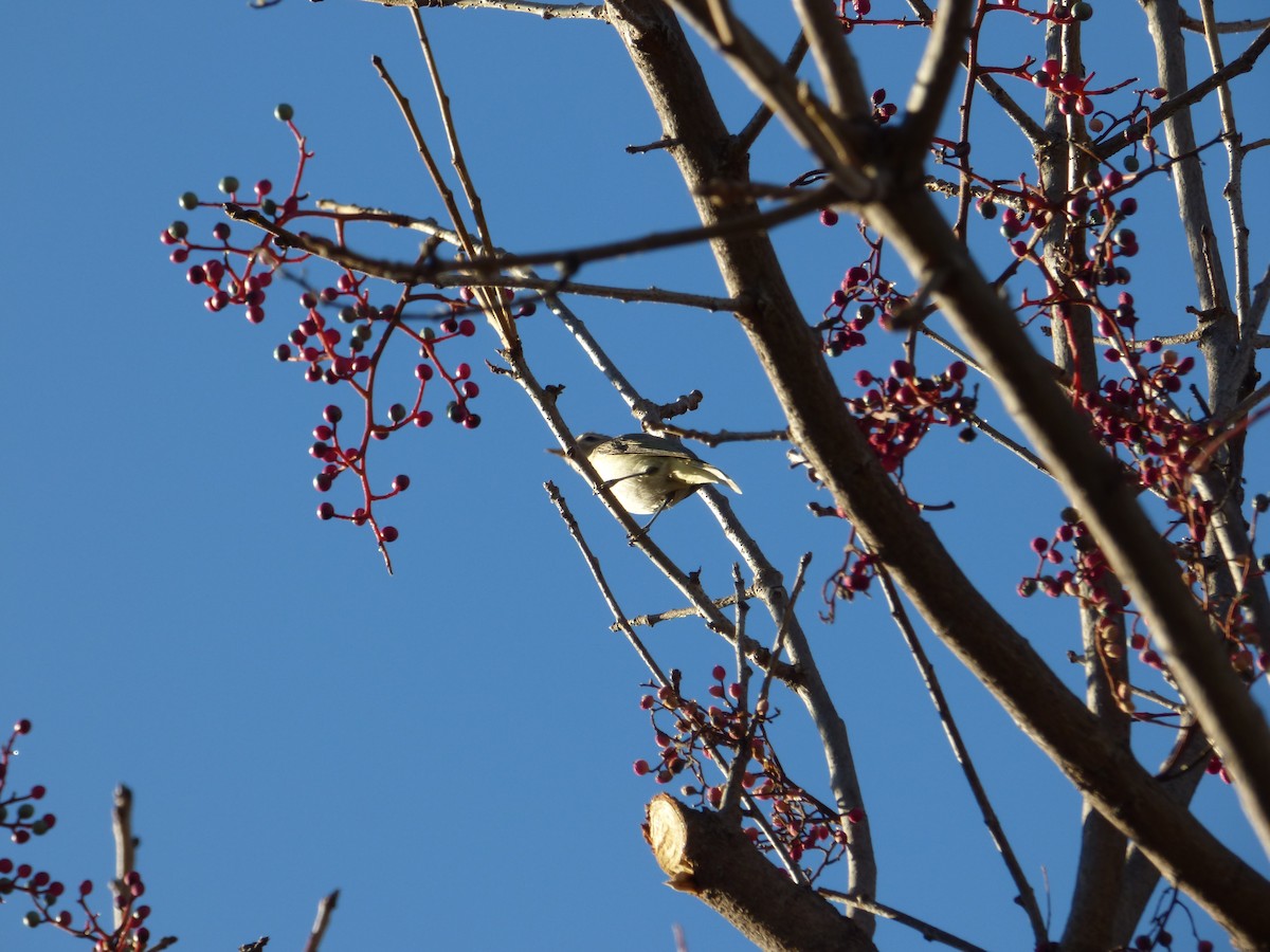 Western Warbling Vireo - ML613417327