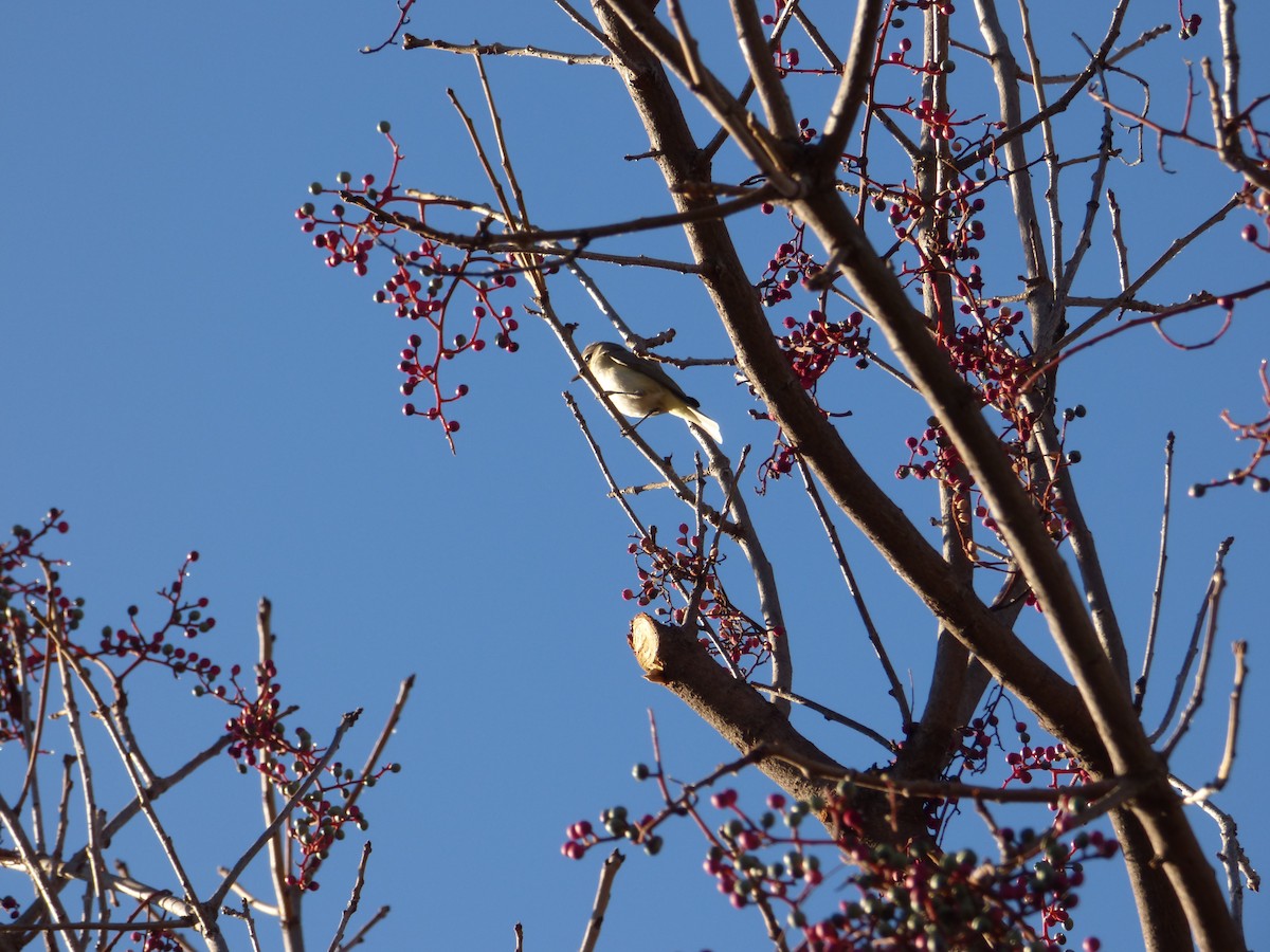 Western Warbling Vireo - ML613417328