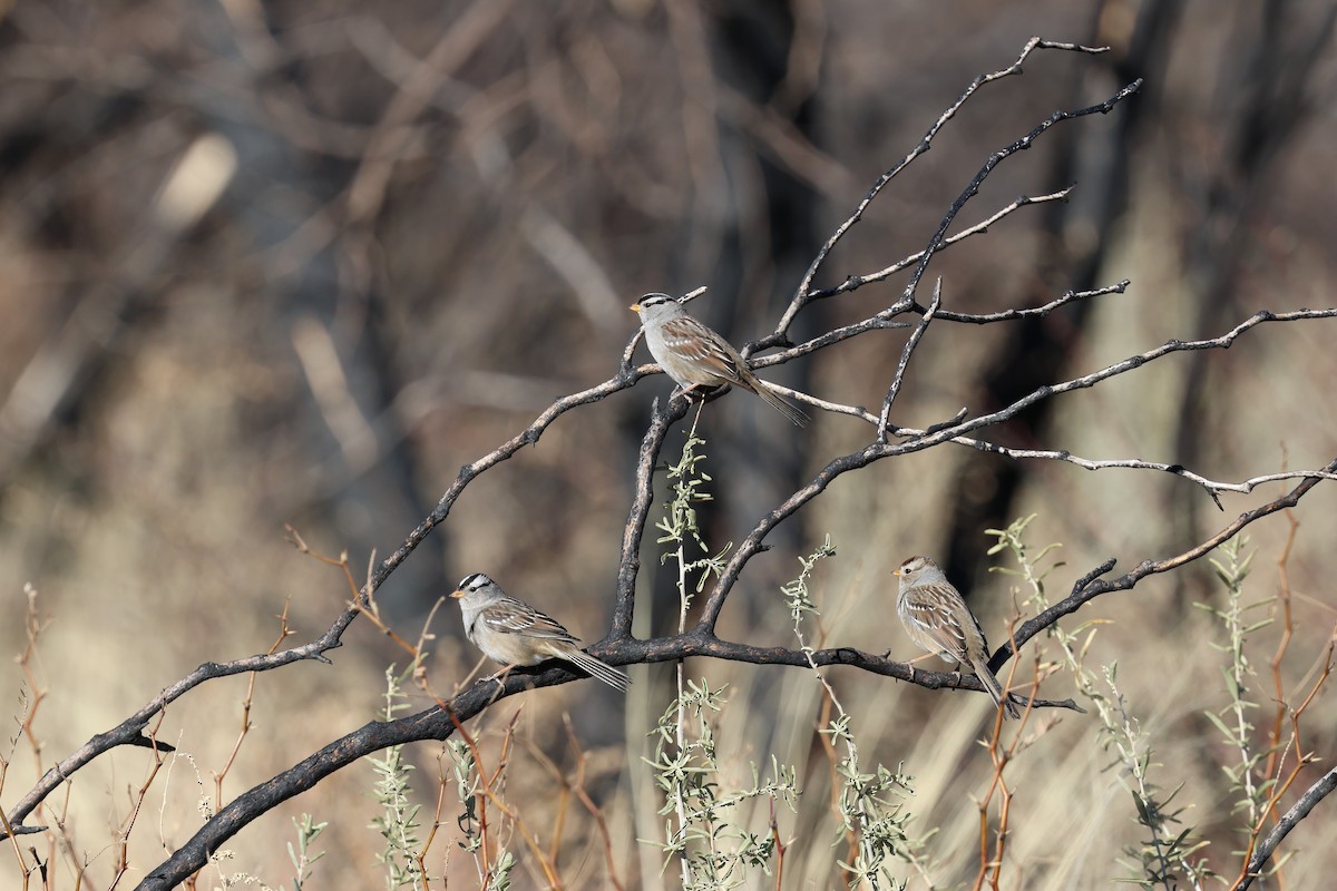 White-crowned Sparrow - ML613417360