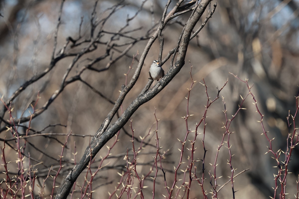 White-crowned Sparrow - Andy Bridges