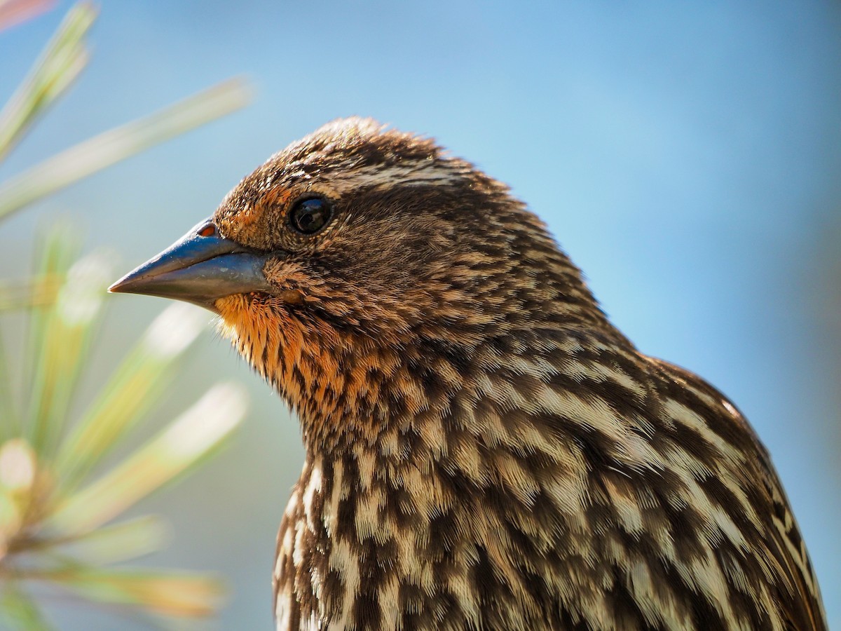 vlhovec červenokřídlý - ML613417365