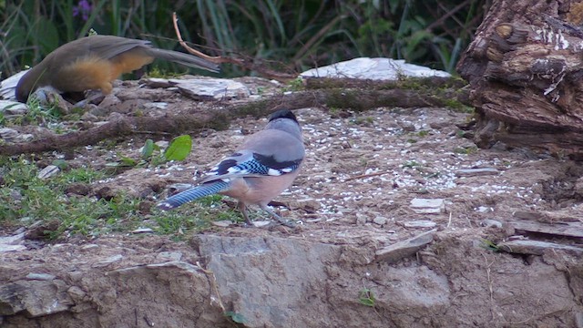 Black-headed Jay - ML613417398