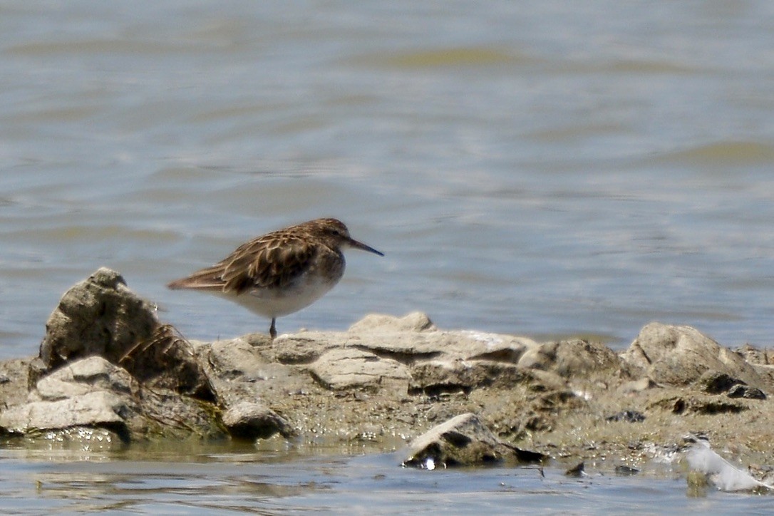 Pectoral Sandpiper - ML613417408