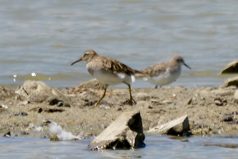 Pectoral Sandpiper - ML613417409