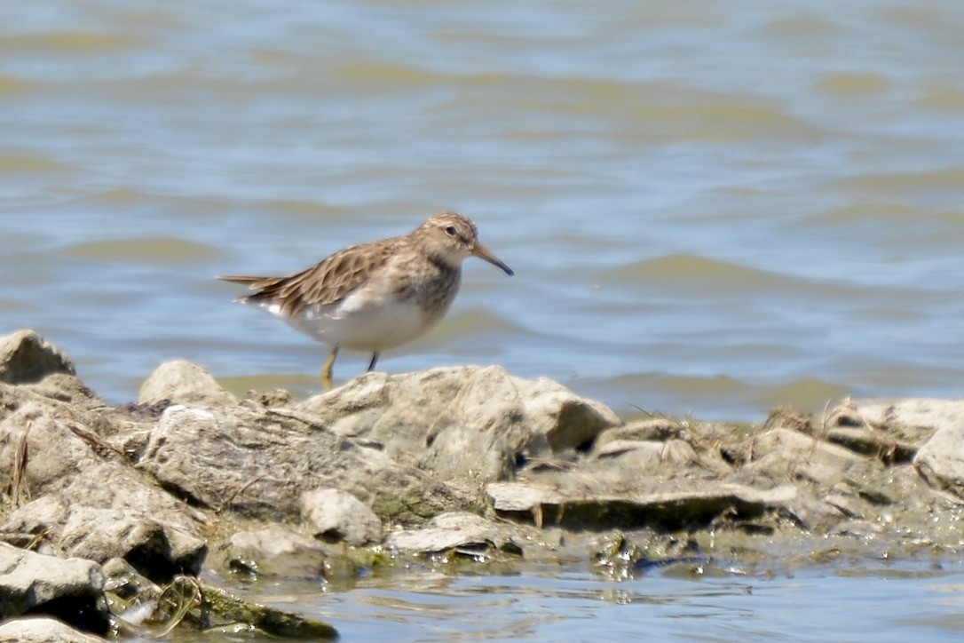 Pectoral Sandpiper - ML613417411