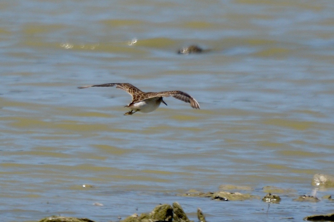 Pectoral Sandpiper - ML613417412