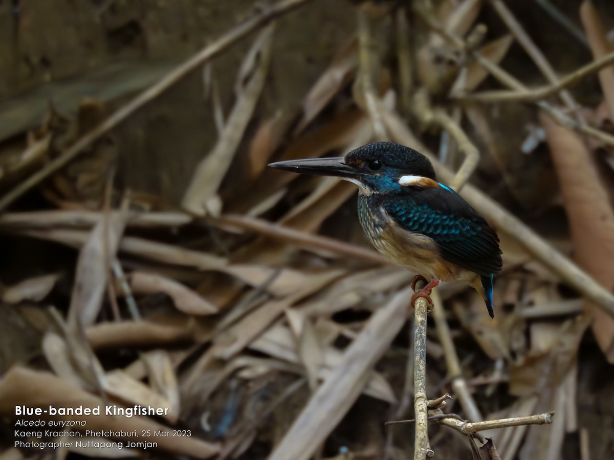 Malaysian Blue-banded Kingfisher - Nuttapong Jomjan