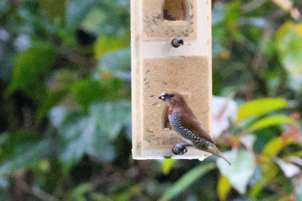 Scaly-breasted Munia - ML613417456