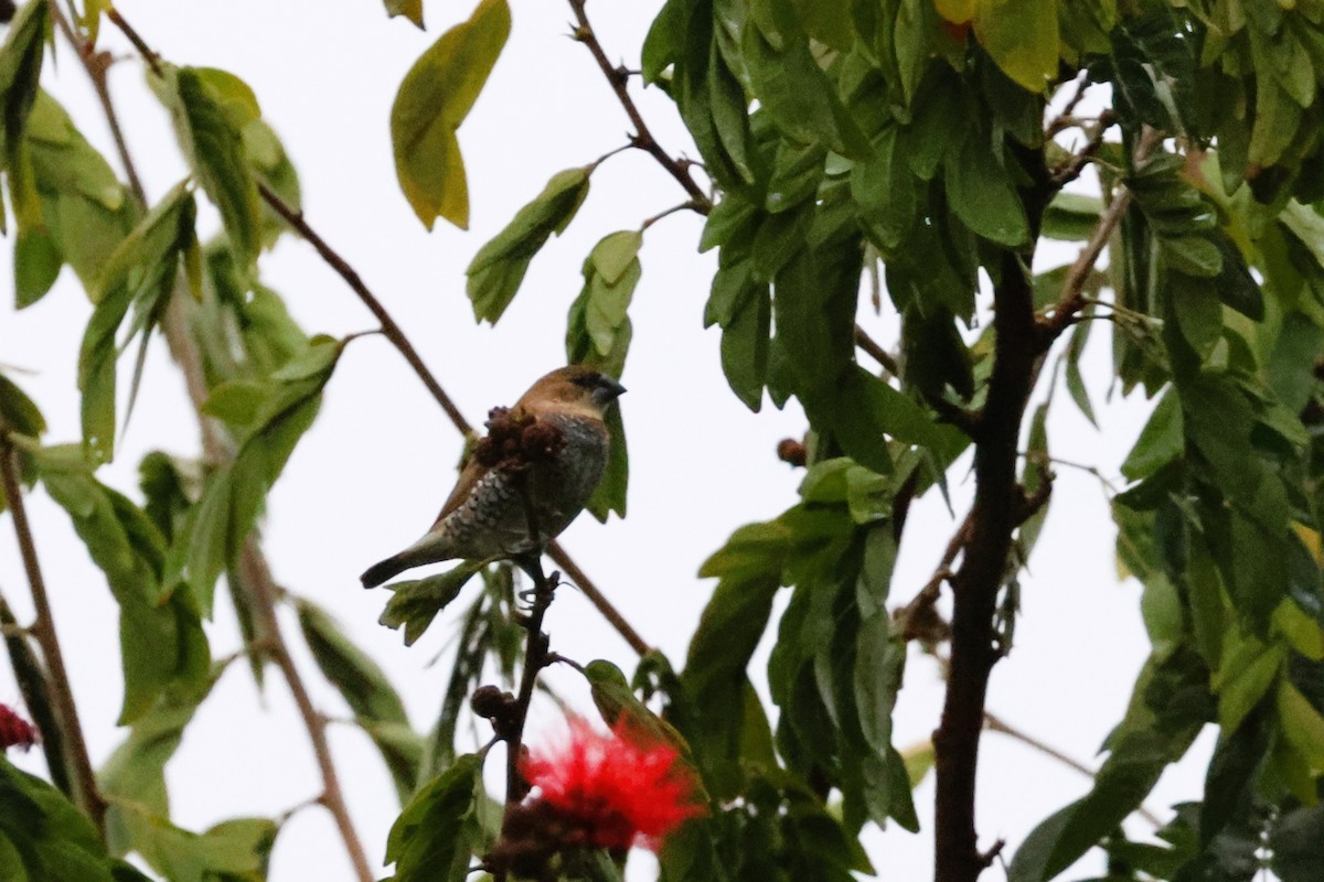 Scaly-breasted Munia - Audrey Whitlock