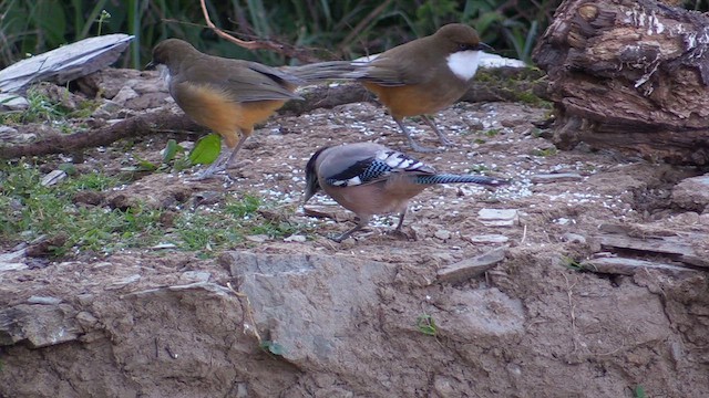 Black-headed Jay - ML613417487