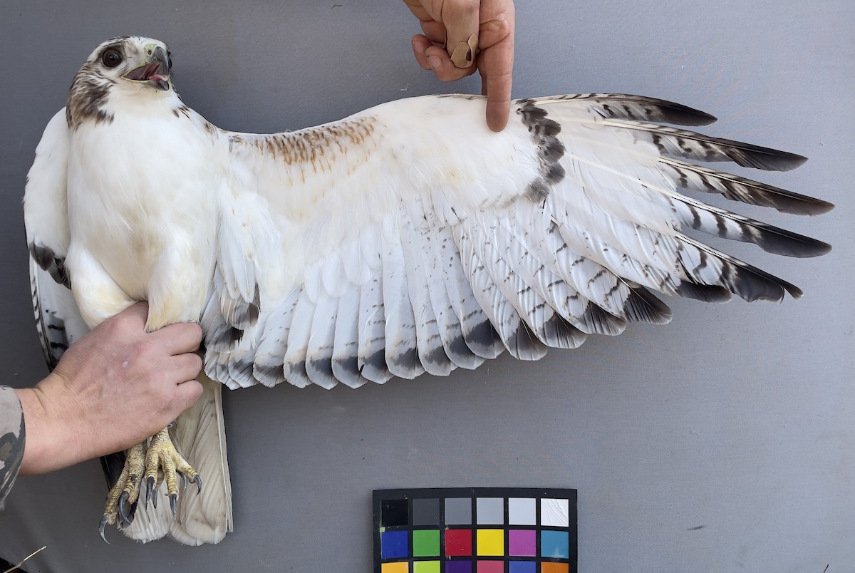 Red-tailed Hawk - ML613417570