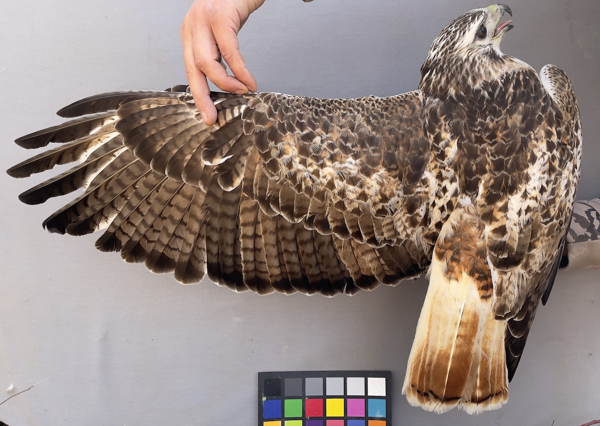 Red-tailed Hawk - ML613417572