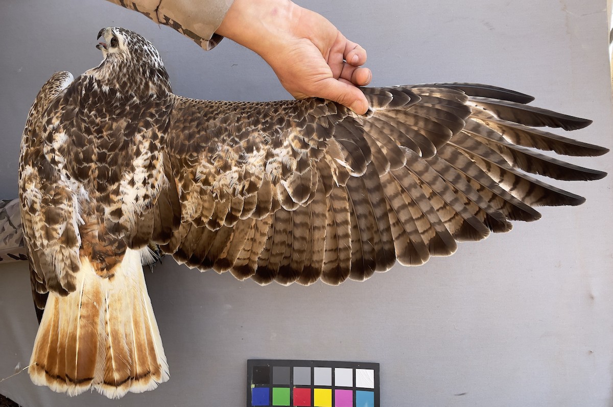 アカオノスリ - ML613417580